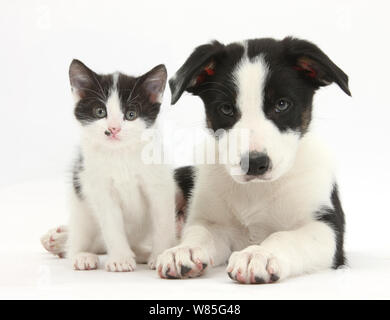 Border-Collie-Welpen schwarz und weiß und mit schwarzen und weißen Kätzchen. Stockfoto