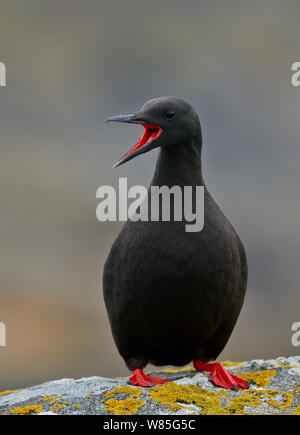 Gryllteiste (Cepphus Grylle) Aufruf, Shetlandinseln, Schottland, Großbritannien, Juli Stockfoto