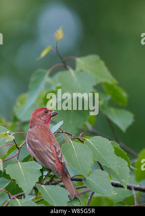 Common rosefinch (Carpodacus erythrinus) erwachsenen männlichen, Joensuu, Finnland, kann Stockfoto