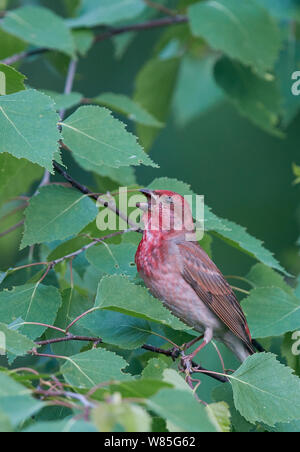 Common rosefinch (Carpodacus erythrinus) erwachsenen männlichen Gesang, Joensuu, Finnland, kann Stockfoto