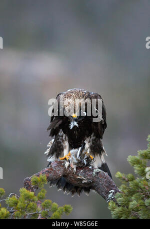 Golden Eagle (Aquila Chrysaetos) juvenile Fütterung auf Willow Grouse (Lagopus lagopus), Norwegen, November Stockfoto