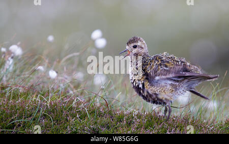 Goldregenpfeifer (Pluvialis apricaria) Weiblich, ruffling Federn und Berufung, Shetlandinseln, Schottland, Großbritannien. Juli. Stockfoto