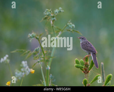 Grasshopper Warbler (Locustella naevia) Joensuu, Finnland, kann Stockfoto