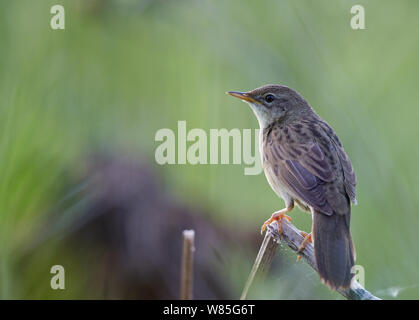 Grasshopper Warbler (Locustella naevia) Joensuu, Finnland, kann Stockfoto