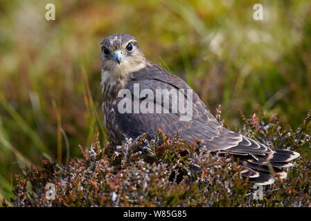 Merlin (Falco columbarius) Kinder in Heidekraut, Shetlandinseln, Schottland, Großbritannien. Juli. Stockfoto