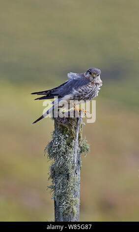 Merlin (Falco columbarius) Männchen auf dem Baumstumpf, Shetlandinseln, Schottland, Großbritannien. Juli. Stockfoto