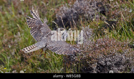 Merlin (Falco columbarius) Weiblich, die mit Beute, Shetlandinseln, Schottland, Großbritannien. Juli. Stockfoto