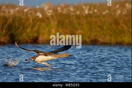 Red-throated Diver (Gavia stellata), Shetlandinseln, Schottland, Großbritannien. Juli. Stockfoto