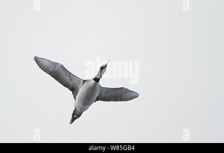 Weiß-billed Diver (Gavia adamsii) im Flug, Gamvik, Norwegen, kann Stockfoto