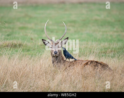 Red Deer (Cervus elaphus) juvenile Hirsch mit Telefonzentrale Dohle Suche nach Zecken Richmond Park London, UK, September. Stockfoto