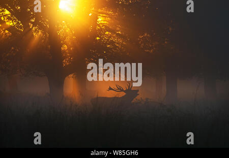 Red Deer (Cervus elaphus) Rothirsch während der Brunft auf einem misty Dawn im Richmond Park National Nature Reserve, London, Großbritannien, Oktober. Stockfoto