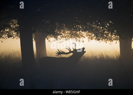 Red Deer (Cervus elaphus) Rothirsch während der Brunft auf einem misty Dawn im Richmond Park National Nature Reserve, London, Großbritannien, Oktober. Stockfoto