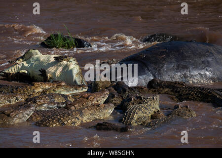 Nil Krokodile (Crocodylus niloticus) Ernährung auf den Kadaver eines Nilpferds. Masai Mara National Reserve, Kenia. Stockfoto