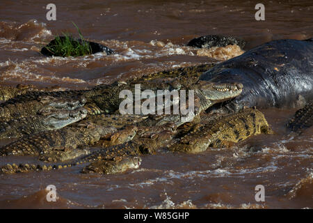 Nil Krokodile (Crocodylus niloticus) Ernährung auf den Kadaver eines Nilpferds. Masai Mara National Reserve, Kenia. Stockfoto