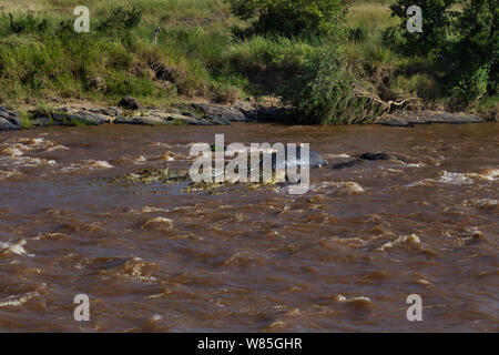 Nil Krokodile (Crocodylus niloticus) Ernährung auf den Kadaver eines Nilpferds. Masai Mara National Reserve, Kenia. Stockfoto