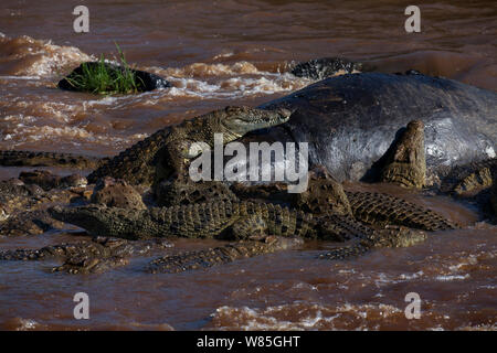 Nil Krokodile (Crocodylus niloticus) Ernährung auf den Kadaver eines Nilpferds. Masai Mara National Reserve, Kenia. Stockfoto