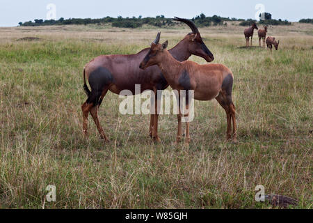 Topi (Damaliscus lunatus) Herde stehen auf grasbewachsenen Ebenen (Damaliscus lunatus). Masai Mara National Reserve, Kenia. Stockfoto