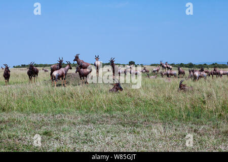 Topi (Damaliscus lunatus) Herde stehen auf grasbewachsenen Ebenen (Damaliscus lunatus). Masai Mara National Reserve, Kenia. Stockfoto