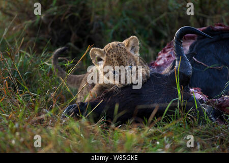 Löwe (Panthera leo) Cub gealtert - Monate, auf einem Gnus Karkasse zu füttern. Masai Mara National Reserve, Kenia. Stockfoto