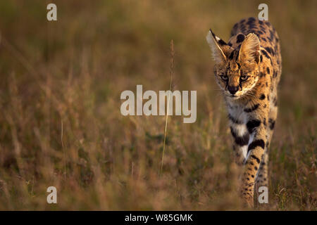 Serval (Leptailurus serval) männlich zu Fuß durch das Gras. Masai Mara National Reserve, Kenia. Stockfoto