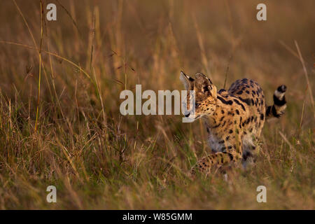 Serval (Leptailurus serval) männlich zu Fuß durch das Gras. Masai Mara National Reserve, Kenia. Stockfoto
