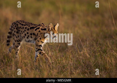 Serval (Leptailurus serval) männlich zu Fuß durch das Gras. Masai Mara National Reserve, Kenia. Stockfoto