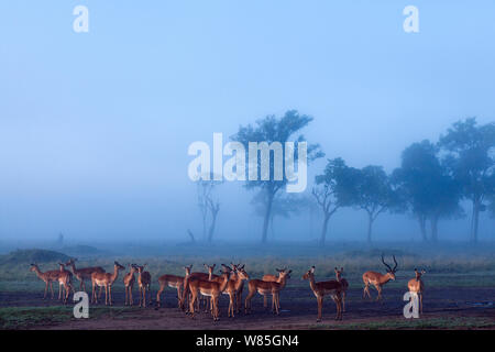 Impala Herde bei Sonnenaufgang (Aepyceros melampus). Masai Mara National Reserve, Kenia. Stockfoto