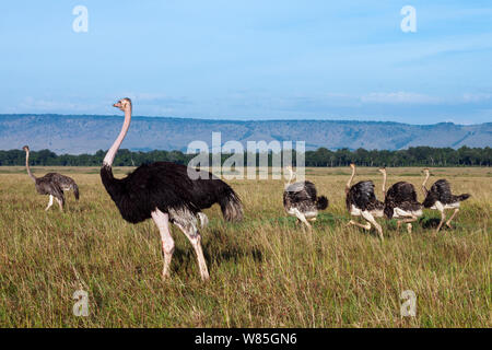 Strauß (Struthio camelus) männlich, weiblich und jung. Masai Mara National Reserve, Kenia. Stockfoto