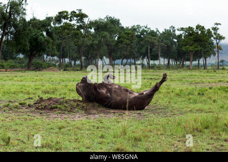 Büffel (Ploceus cucullatus) männlichen Rollen im Schlamm. Masai Mara National Reserve, Kenia. Stockfoto