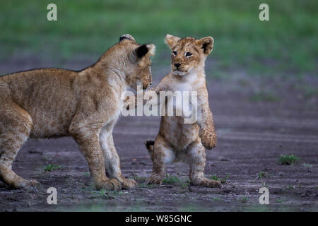 Löwe (Panthera leo) Jungtier im Alter von ungefähr Jahr spielt mit einem jüngeren Cub. Masai Mara National Reserve, Kenia. Stockfoto