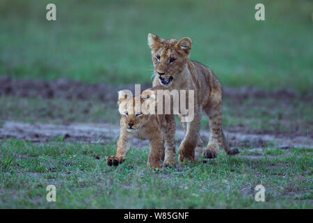 Löwe (Panthera leo) Jungtier im Alter von ungefähr Jahr spielt mit einem jüngeren Cub. Masai Mara National Reserve, Kenia. Stockfoto
