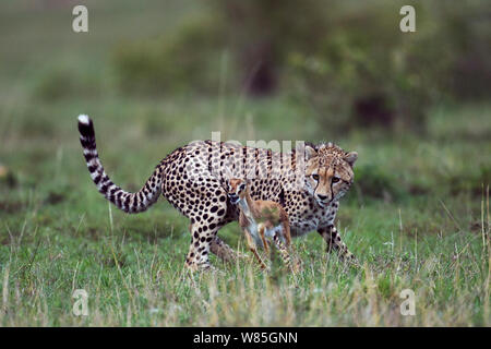 Gepard (Acinonyx jubatus) Jungtier im Alter von ungefähr Jahr bringen Thomson&#39;s Gazelle fawn (Gazella thomsonii Eudorcas/Thomsonii). Masai Mara National Reserve, Kenia. Stockfoto
