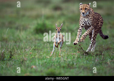 Gepard (Acinonyx jubatus) Cub im Alter von etwa einem Jahr zu bringen Thomson&#39;s Gazelle fawn (Gazella thomsonii Eudorcas/Thomsonii). Masai Mara National Reserve, Kenia. Stockfoto