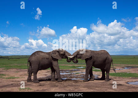 Afrikanische Elefanten (Loxodonta africana) sparring. Masai Mara National Reserve, Kenia. Stockfoto