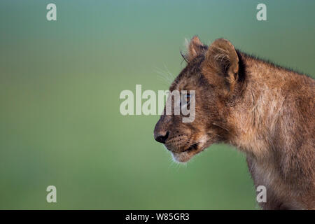 Löwe (Panthera leo) Jungtier im Alter von ungefähr Jahr portrait. Masai Mara National Reserve, Kenia. Stockfoto