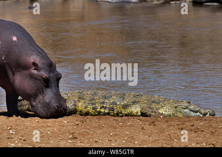 Nilkrokodil (Crocodylus niloticus) und Hippotamus (Hippopotamus amphibius) ruht an den Ufern des Mara River. Masai Mara National Reserve, Kenia. Stockfoto