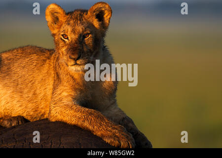 Löwe (Panthera leo) Jungtier im Alter von ungefähr Jahr portrait. Masai Mara National Reserve, Kenia. Stockfoto