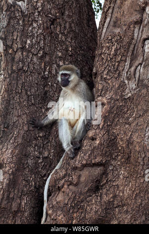 Meerkatze (Chlorocebus aethiops) weibliche Sitzen auf dem Baum. Masai Mara National Reserve, Kenia. Stockfoto