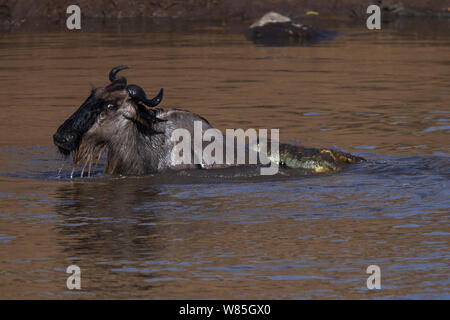 Nilkrokodil (Crocodylus niloticus) Angreifen eines östlichen weißen bärtigen Gnus (connochaetes Taurinus), wie es den Mara River überquert. Masai Mara National Reserve, Kenia. Stockfoto