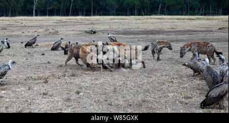 Weiß-backed Geier (Tylose in Africanus) warten auf Tüpfelhyänen (Crocuta crocuta) bis zum Ende der Fütterung auf einem töten. Masai Mara National Reserve, Kenia. Stockfoto