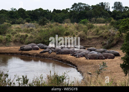 Hippopotamus Gruppe ruht an den Ufern des Mara River (Hippopotamus amphibius). Masai Mara National Reserve, Kenia. Stockfoto