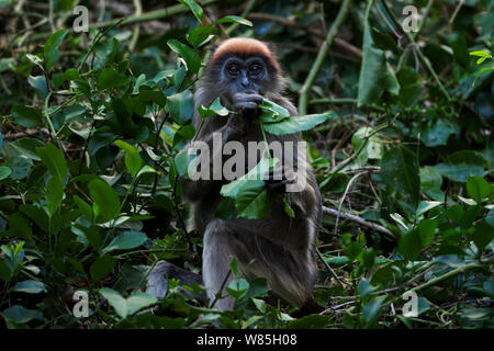 Tana Roten Stummelaffen (Procolobus rufomitratus) reife weibliche essen Blätter in einem Baum. Tana River Forest, Ost Kenia. Stockfoto