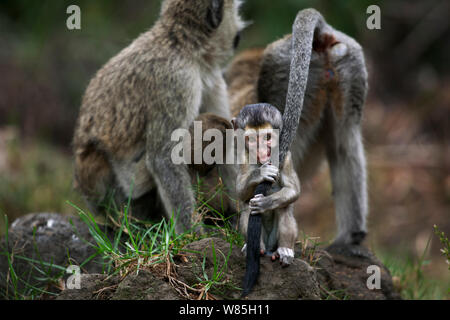 Meerkatze (Chlorocebus aethiops) Männlich 3 Monate Baby spielt mit seiner Mamma&#39;s Schwanz. , Elsamere Lake Naivasha, Rift Valley Provinz, Kenia. Stockfoto