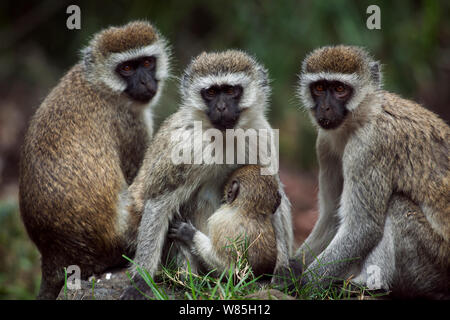 Meerkatze (Chlorocebus aethiops) Weibchen mit einem gestillten Babys im Alter von 3-6 Monaten. , Elsamere Lake Naivasha, Rift Valley Provinz, Kenia. Stockfoto