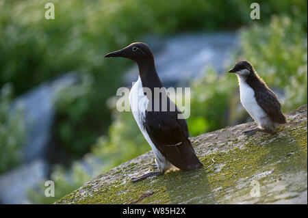 Gemeinsame trottellumme (Uria aalge) Erwachsene mit Küken, Hornoya. Finnmark, Norwegen, Juli. Stockfoto