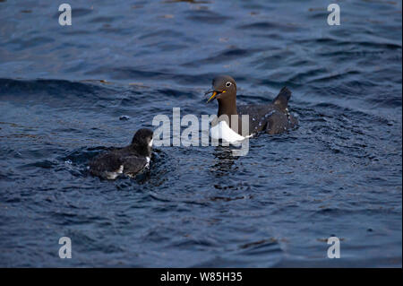 Gemeinsame trottellumme (Uria aalge) Erwachsenen und chick, Hornoya. Finnmark, Norwegen, Juli. Stockfoto