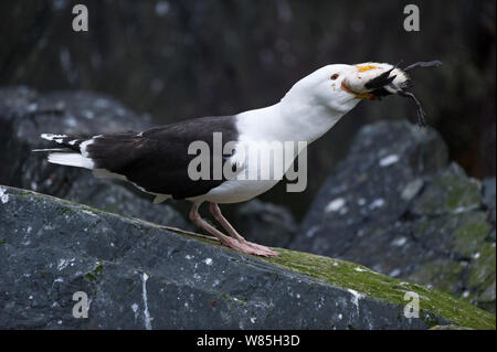 Gull-mantelmöwe (Larus marinus) essen Gemeinsame Trottellumme (Uria aalge) Chick, Hornoeya. Finnmark, Norwegen, Juli. Stockfoto