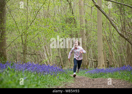 Junge Mädchen durch Bluebells (Hyacinthoides non-scripta) in Wäldern, Foxley, Norfolk, UK, April 2014. Model Released. Stockfoto