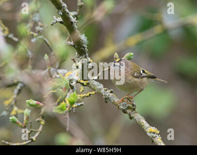 (Goldcrest Regulus Regulus) thront, Norfolk, UK, April. Stockfoto