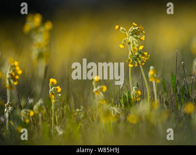 Cowslips (Primula Veris) wachsen in der Blumenwiese, North Norfolk, UK, April. Stockfoto